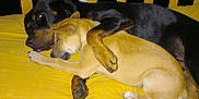 Oslo a rejoint le concours — aidez-le/la à gagner de superbes lots ! dog, black_dog, brown_dog, pets, cuddle, bench, yellow_blanket, night, paw, fur, sleeping, resting, animal, friendship, companion, indoors, wood, comfort, cute, domestic