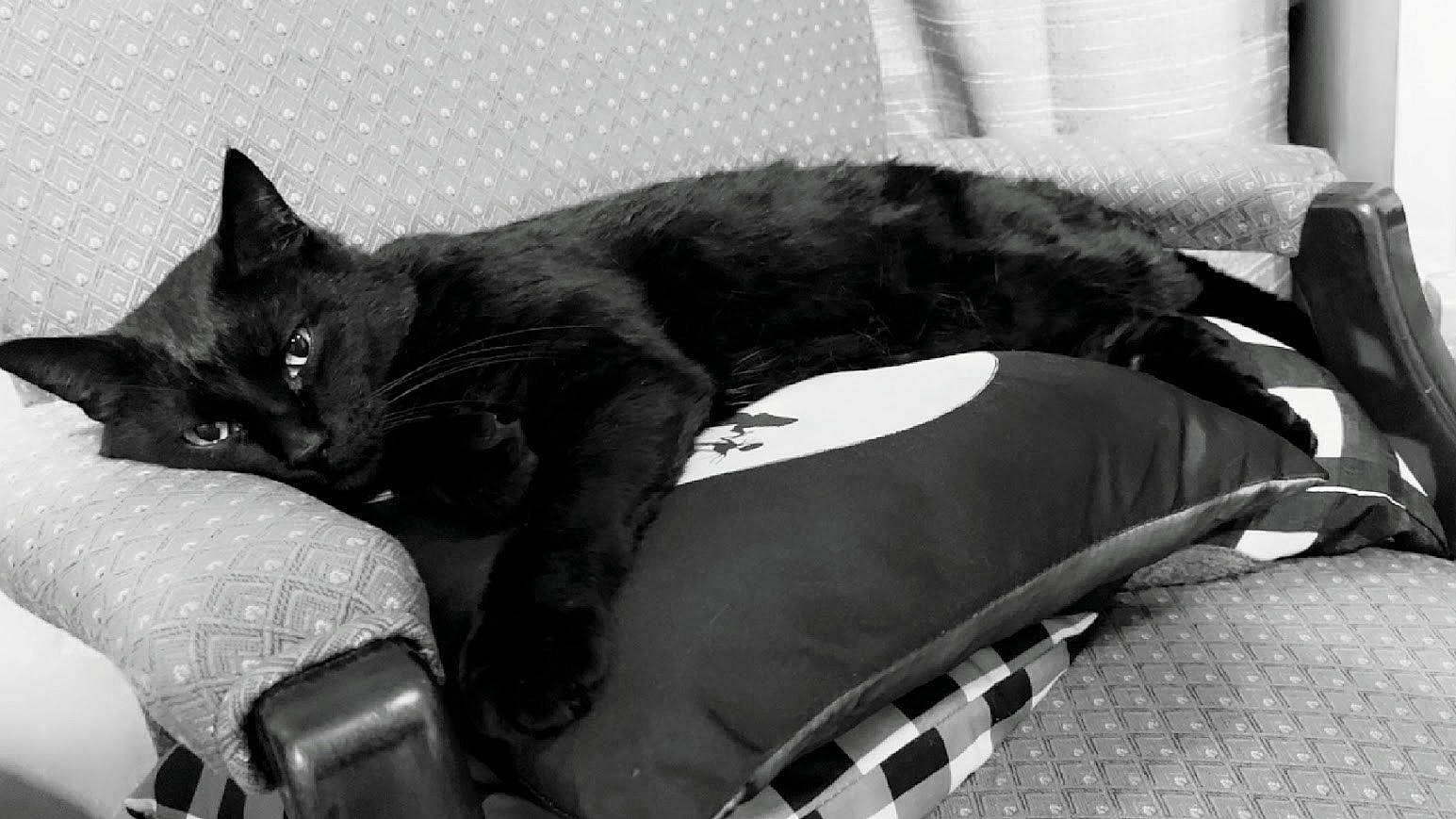 Alfred joined the competition — help win amazing prizes! animal, armchair, black_and_white, black_cat, cat, cushion, ears, eyes, feline, furniture, indoor, living_room, lounging, lying_down, monochrome, pet, pillow, portrait, relaxed, whiskers