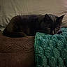 Alfred is registered to the contest to win money with this photo: cat, black_cat, feline, pet, animal, bed, bedroom, blanket, teal_blanket, pillow, cushion, cozy, indoors, lying_down, resting, fur, whiskers, ears, eyes, portrait