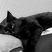 Alfred joined the competition — help win amazing prizes! black_cat, cat, feline, pet, animal, lying_down, lounging, sleepy, eyes, whiskers, ears, fur, couch, sofa, pillow, cushion, indoor, home, black_and_white, portrait