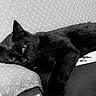 black_cat, cat, feline, pet, animal, lying_down, lounging, sleepy, eyes, whiskers, ears, fur, couch, sofa, pillow, cushion, indoor, home, black_and_white, portrait