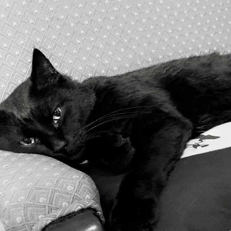 Alfred