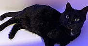 Alfred joined the competition — help win amazing prizes! black_cat, cat, feline, pet, animal, lying_down, lounging, green_eyes, pointed_ears, whiskers, collar, indoor, portrait, close_up, dramatic_lighting, purple_background, blue_lighting, fur, relaxed, photography