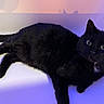 black_cat, cat, feline, pet, animal, lying_down, lounging, green_eyes, pointed_ears, whiskers, collar, indoor, portrait, close_up, dramatic_lighting, purple_background, blue_lighting, fur, relaxed, photography