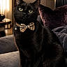 black_cat, cat, bow_tie, bell_collar, pet, feline, sitting, portrait, indoor, living_room, couch, cushion, dark_fur, green_eyes, looking_at_camera, formal_attire, plaid, home_decor, soft_lighting, photography
