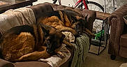 Lucy And Bella is registered to the contest to win money with this photo: dog, dogs, german_shepherd, pets, indoor, living_room, couch, sofa, blanket, sleeping, lying_down, brown_and_black, bicycle, cycling, plant, window, furniture, carpet, cozy, home