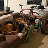 dog, dogs, german_shepherd, pets, indoor, living_room, couch, sofa, blanket, sleeping, lying_down, brown_and_black, bicycle, cycling, plant, window, furniture, carpet, cozy, home