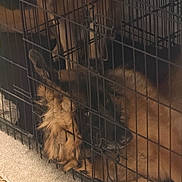 Lucy And Bella is registered to the contest to win money with this photo: dog, dogs, canine, fluffy, golden_fur, long_hair, crate, cage, indoors, pet, animal, playful, tangled, upside_down, lying_down, brown, golden, carpet, wood_floor, home