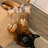 Lucy And Bella joined the competition — help win amazing prizes! dog, pet, animal, lying_down, upside_down, belly_up, paws, floppy_ears, black_and_brown, fur, indoor, living_room, wood_floor, rug, furniture, playful, funny, relaxed, portrait, belly_rub