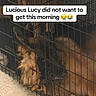 Lucy And Bella is registered to the contest to win money with this photo: dog, dogs, puppy, animal, pet, crate, cage, sleepy, tired, morning, funny, caption, text_overlay, brown_fur, long_fur, lying_down, indoor, carpet, wire_bars, reluctant