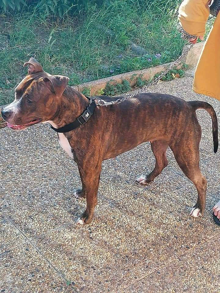 Kyra participe au concours pour gagner de l'argent avec cette photo : canidae, carnivore, collar, companion_dog, dog, dog_breed, dog_collar, dog_supply, fashion_accessory, fawn, leash, liver, pet_supply, plant, snout, sporting_group, tail, terrestrial_animal, working_animal, working_dog