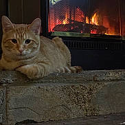 Klyde joined the competition — help win amazing prizes! cat, orange_tabby, fireplace, fire, stone_hearth, indoor, cozy, pet, animal, relaxed, warmth, fur, mammal, home, comfort, resting, cute, domestic_cat, sleepy, quiet