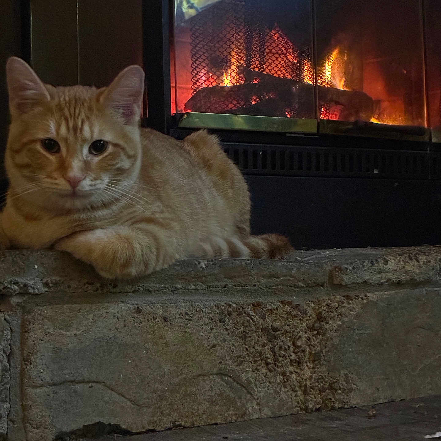 Klyde joined the competition — help win amazing prizes! animal, cat, comfort, cozy, cute, domestic_cat, fire, fireplace, fur, home, indoor, mammal, orange_tabby, pet, quiet, relaxed, resting, sleepy, stone_hearth, warmth