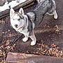 alert, animal, blue_eyes, canine, collar, dirt, dog, ears, fur, leaves, looking_up, nature, outdoor, pet, siberian_husky, snow, stairs, tail, winter, wood