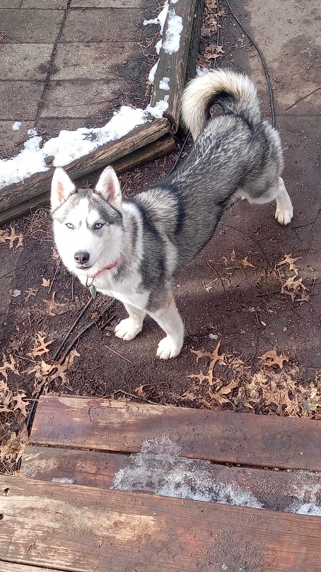 Daisy Mae joined the competition — help win amazing prizes! alert, animal, blue_eyes, canine, collar, dirt, dog, ears, fur, leaves, looking_up, nature, outdoor, pet, siberian_husky, snow, stairs, tail, winter, wood