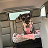 dog, pet, car_seat, leather_seat, pink_harness, blanket, vehicle_interior, small_dog, window, backseat, transportation, canine, travel, cozy, comfort, car, seat_belt, animal, indoor, resting