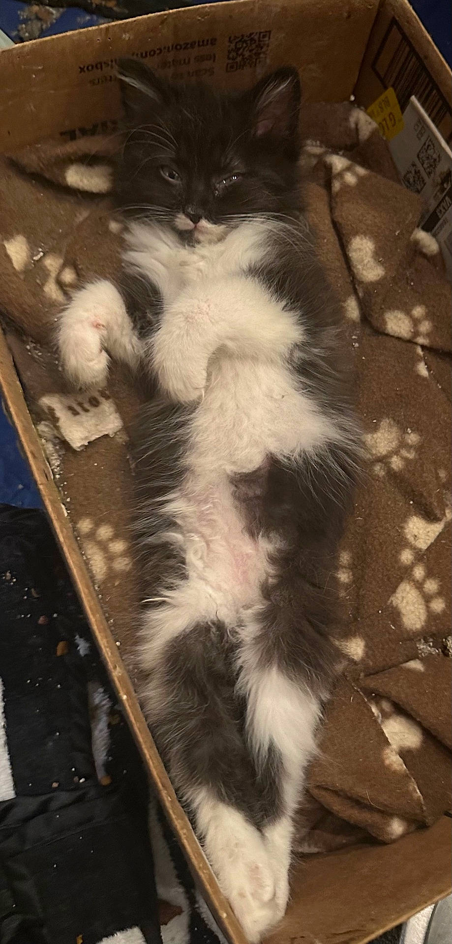 Goose joined the competition — help win amazing prizes! angora, animal, basket, bed, box, cardboard, carton, cat, couch, crate, drawer, furniture, indoors, kitten, manx, person, pet, siamese, sleeping, wood