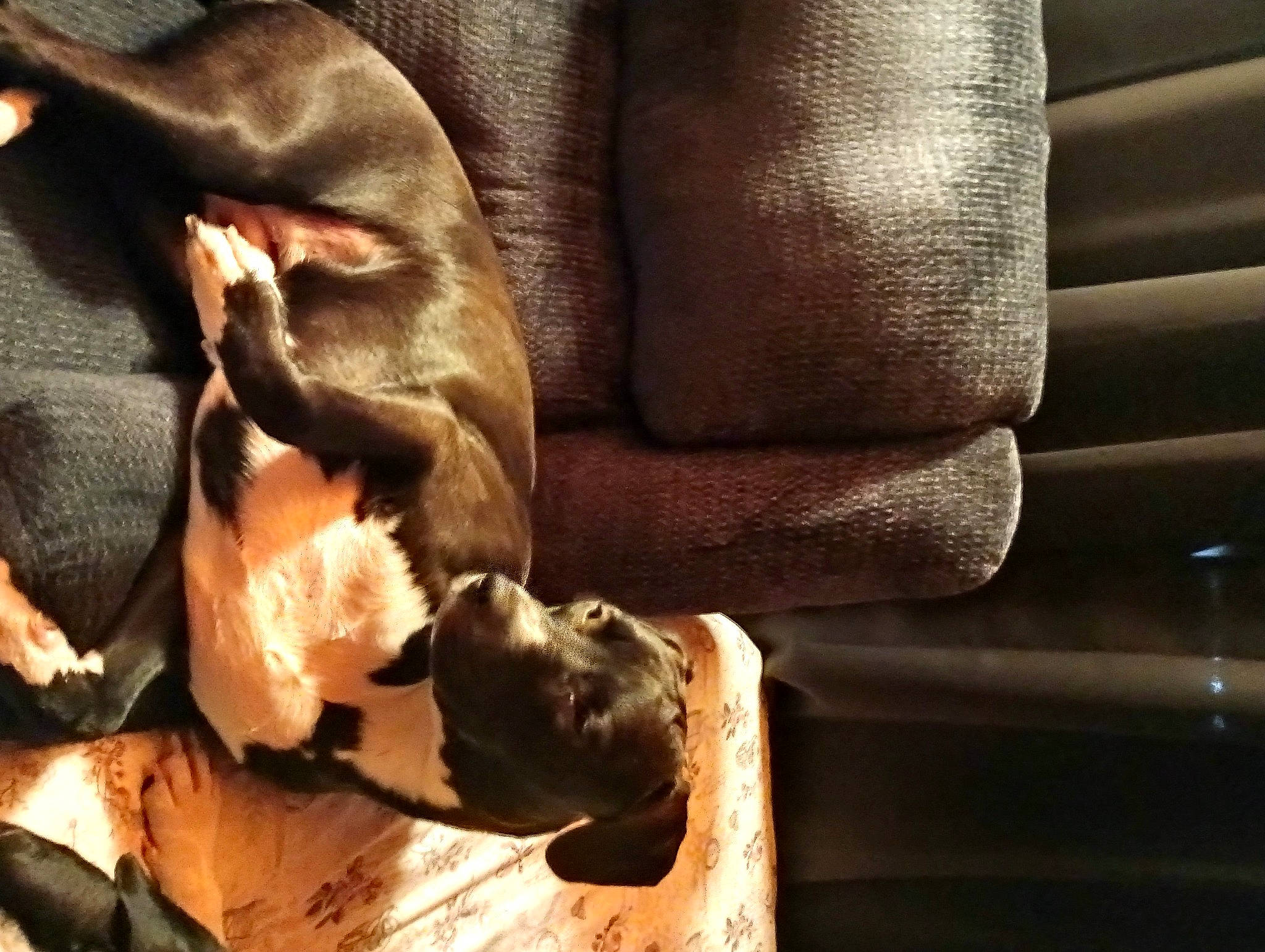 Camila Rey is registered to the contest to win money with this photo: armrest, art, comfort, flooring, fur, hand, hardwood, human_body, human_leg, leather, leg, metal, pattern, room, sculpture, shadow, textile, tints_and_shades, visual_arts, wood