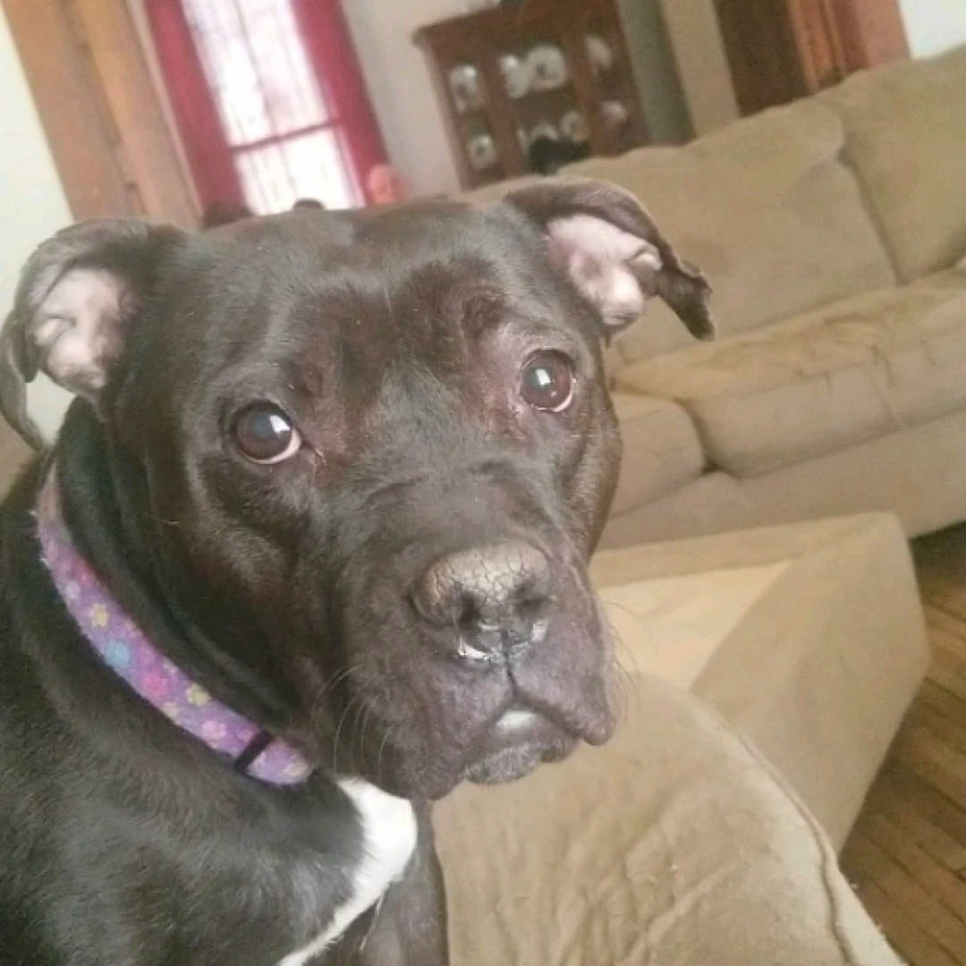 Gucci joined the competition — help win amazing prizes! canidae, carnivore, collar, comfort, companion_dog, dog, dog_breed, dog_collar, ear, fawn, fur, guard_dog, liver, non_sporting_group, pet_supply, snout, sporting_group, whiskers, window, working_animal