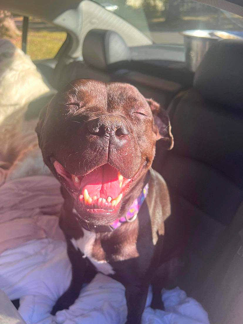 Gucci is registered to the contest to win money with this photo: canidae, carnivore, collar, companion_dog, dog, dog_breed, dog_collar, fang, fawn, fur, leash, liver, non_sporting_group, sporting_group, tongue, tooth, whiskers, window, working_animal, yawn