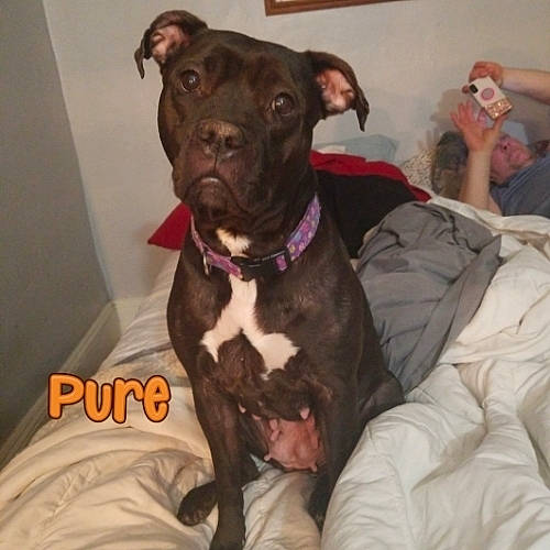 Gucci joined the competition — help win amazing prizes! carnivore, collar, comfort, companion_dog, dog, dog_breed, dog_collar, fawn, felidae, fur, guard_dog, liver, non_sporting_group, pet_supply, sporting_group, toy_dog, whiskers, working_animal