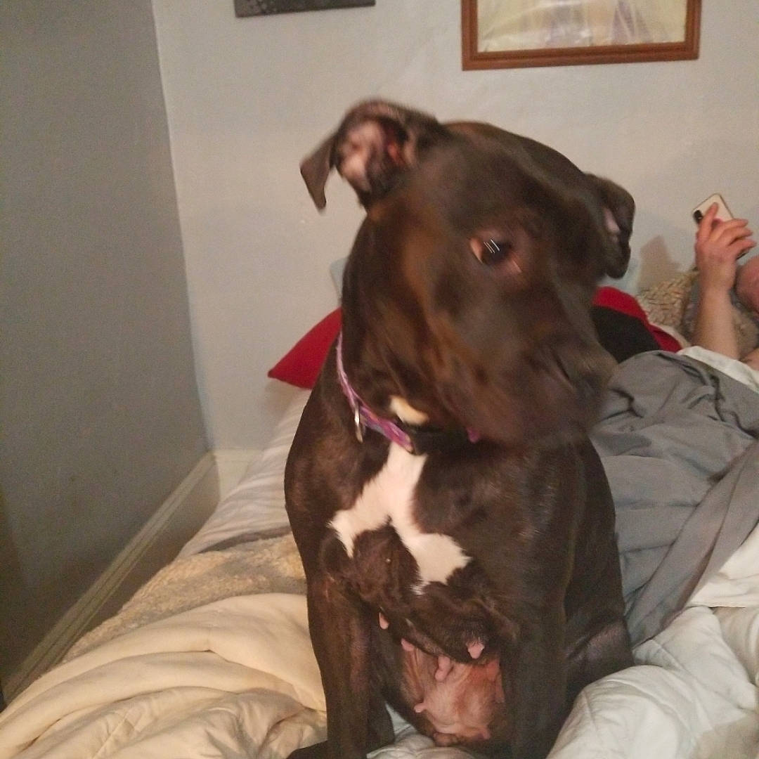 Gucci is registered to the contest to win money with this photo: canidae, carnivore, collar, comfort, companion_dog, dog, dog_breed, dog_collar, dog_supply, ear, fawn, fur, guard_dog, liver, non_sporting_group, pet_supply, sporting_group, toy_dog, whiskers, working_animal