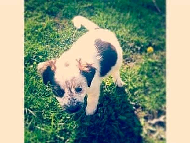 Diamond is registered to the contest to win money with this photo: canidae, carnivore, companion_dog, dog, dog_breed, fawn, grass, grassland, landscape, natural_landscape, pasture, plant, rectangle, snout, soil, sporting_group, tail, terrestrial_animal, toy_dog, working_animal