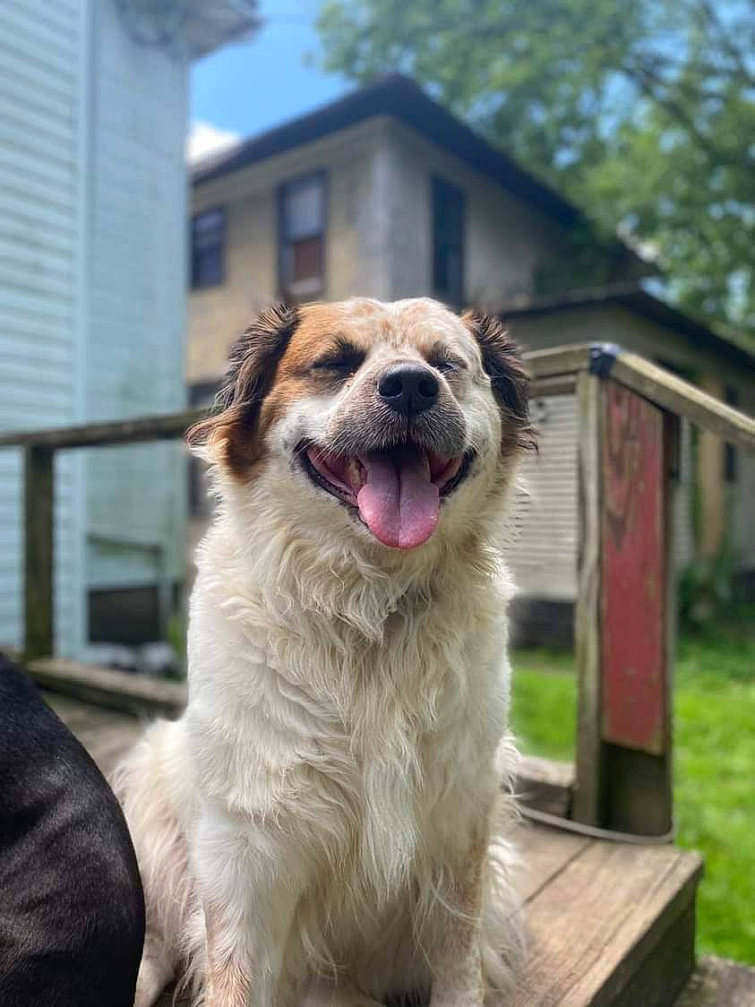 Diamond is registered to the contest to win money with this photo: building, canidae, carnivore, collar, companion_dog, dog, dog_breed, fang, fawn, fur, plant, shout, sky, sporting_group, table, terrestrial_animal, tree, whiskers, window, working_dog