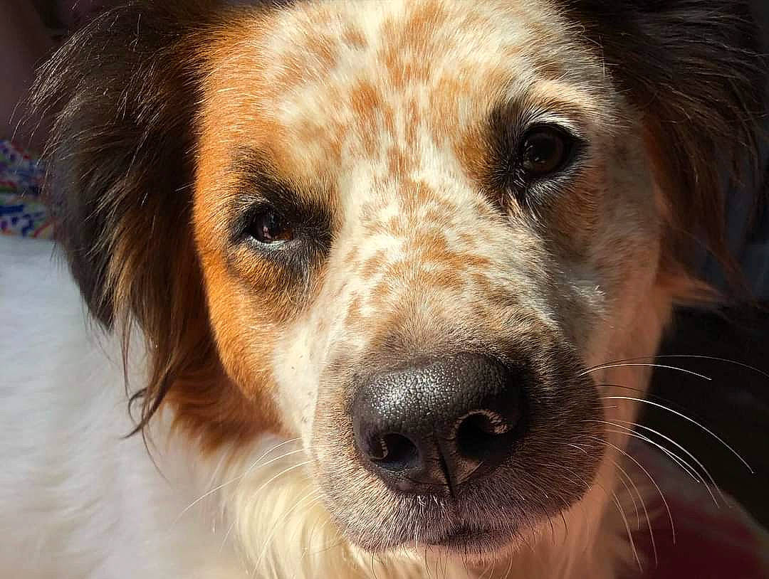 Diamond joined the competition — help win amazing prizes! canidae, carnivore, circle, close_up, companion_dog, dog, dog_breed, ear, eye, fawn, fur, gun_dog, head, photography, snout, sporting_group, terrestrial_animal, whiskers, wildlife