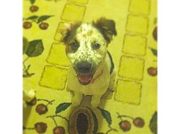 Diamond is registered to the contest to win money with this photo: art, carnivore, collar, companion_dog, dog, dog_breed, dog_collar, dog_toy, fang, font, pattern, rectangle, snout, sporting_group, square, street_dog, terrestrial_animal, terrier, whiskers, working_animal