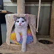 Willow is registered to the contest to win money with this photo: blue_eyes, cat, cat_tree, cute, ears, fluffy, hammock, indoor, kitten, long_hair, pet, pink_nose, playful, portrait, rainbow, scratching_post, sitting, toy, whiskers, white_cat