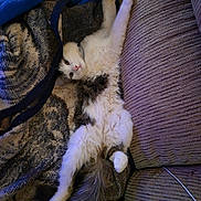 Willow joined the competition — help win amazing prizes! animal, blanket, cat, comfort, couch, cozy, cute, domestic, feline, fluffy, fur, gray, indoor, lounging, paw, pet, relaxed, resting, tail, white