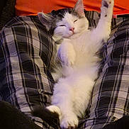 Willow joined the competition — help win amazing prizes! cat, kitten, lying_down, relaxed, white_fur, gray_fur, paw_raised, plaid_blanket, orange_background, cozy, cute, pet, sleepy, indoor, feline, soft_fur, resting, domestic_animal, animal, comfort