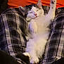 cat, kitten, lying_down, relaxed, white_fur, gray_fur, paw_raised, plaid_blanket, orange_background, cozy, cute, pet, sleepy, indoor, feline, soft_fur, resting, domestic_animal, animal, comfort