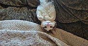 Willow is registered to the contest to win money with this photo: animal, blanket, brown_fur, cat, couch, cozy, fluffy, funny_pose, green_eyes, indoor, lounging, pet, pink_nose, portrait, sleeping, sunlight, upside_down, whiskers, white_fur, window