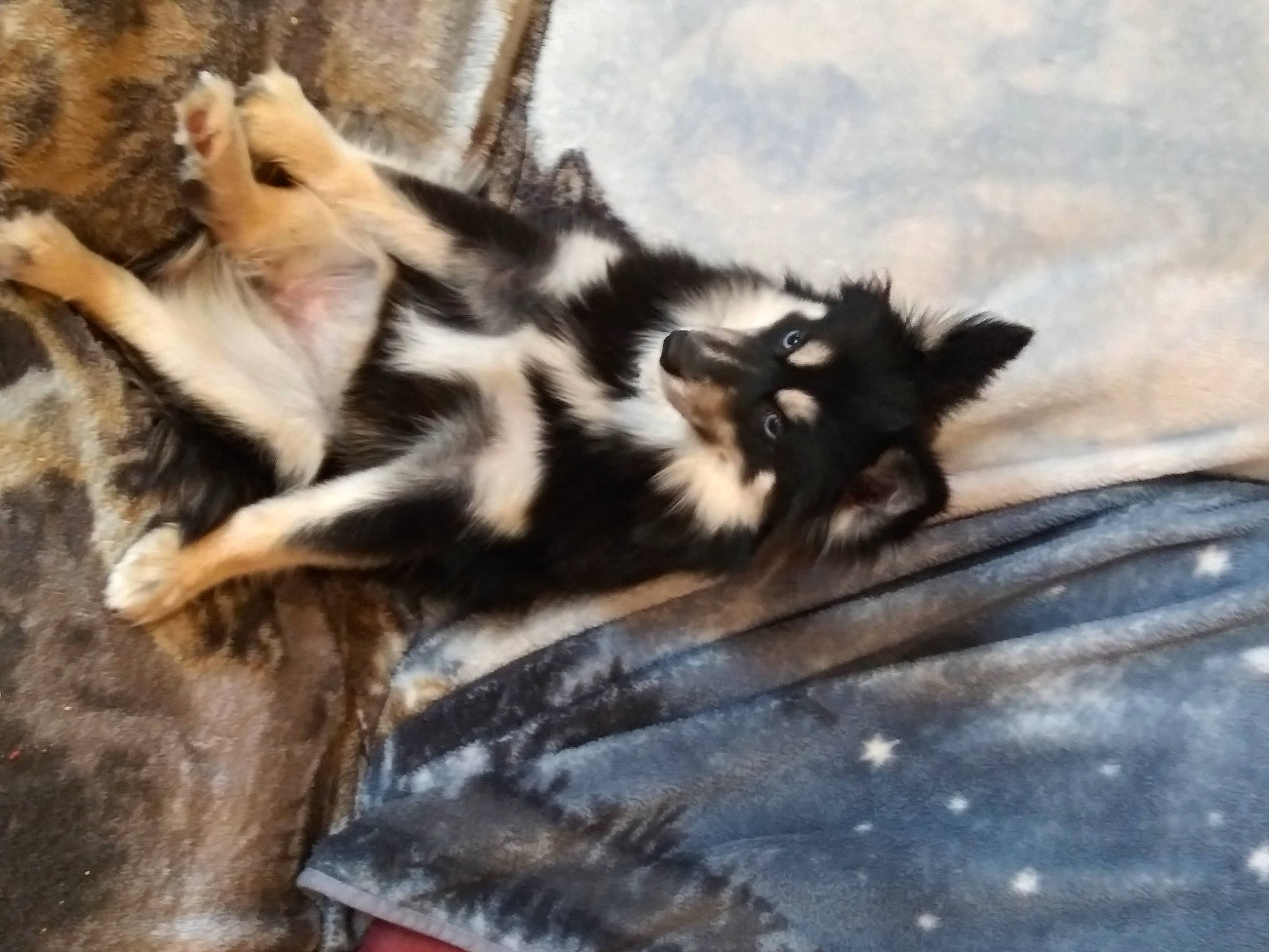 Sadie is registered to the contest to win money with this photo: carnivore, claw, dog_breed, felidae, fur, small_to_medium_sized_cats, tail, terrestrial_animal, water_bird, whiskers, wildlife, wood