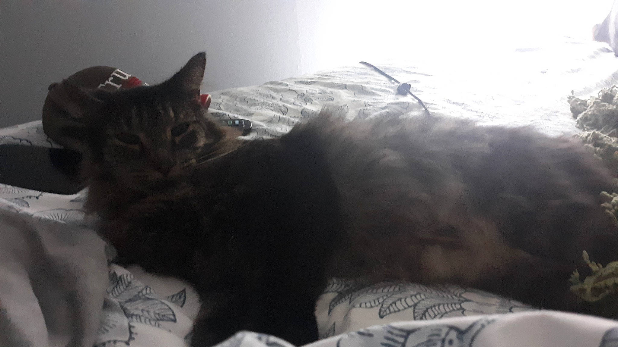 Bear is registered to the contest to win money with this photo: bed, bedding, carnivore, cat, claw, comfort, domestic_short_haired_cat, felidae, fur, grey, linens, nap, paw, room, small_to_medium_sized_cats, snout, tail, whiskers