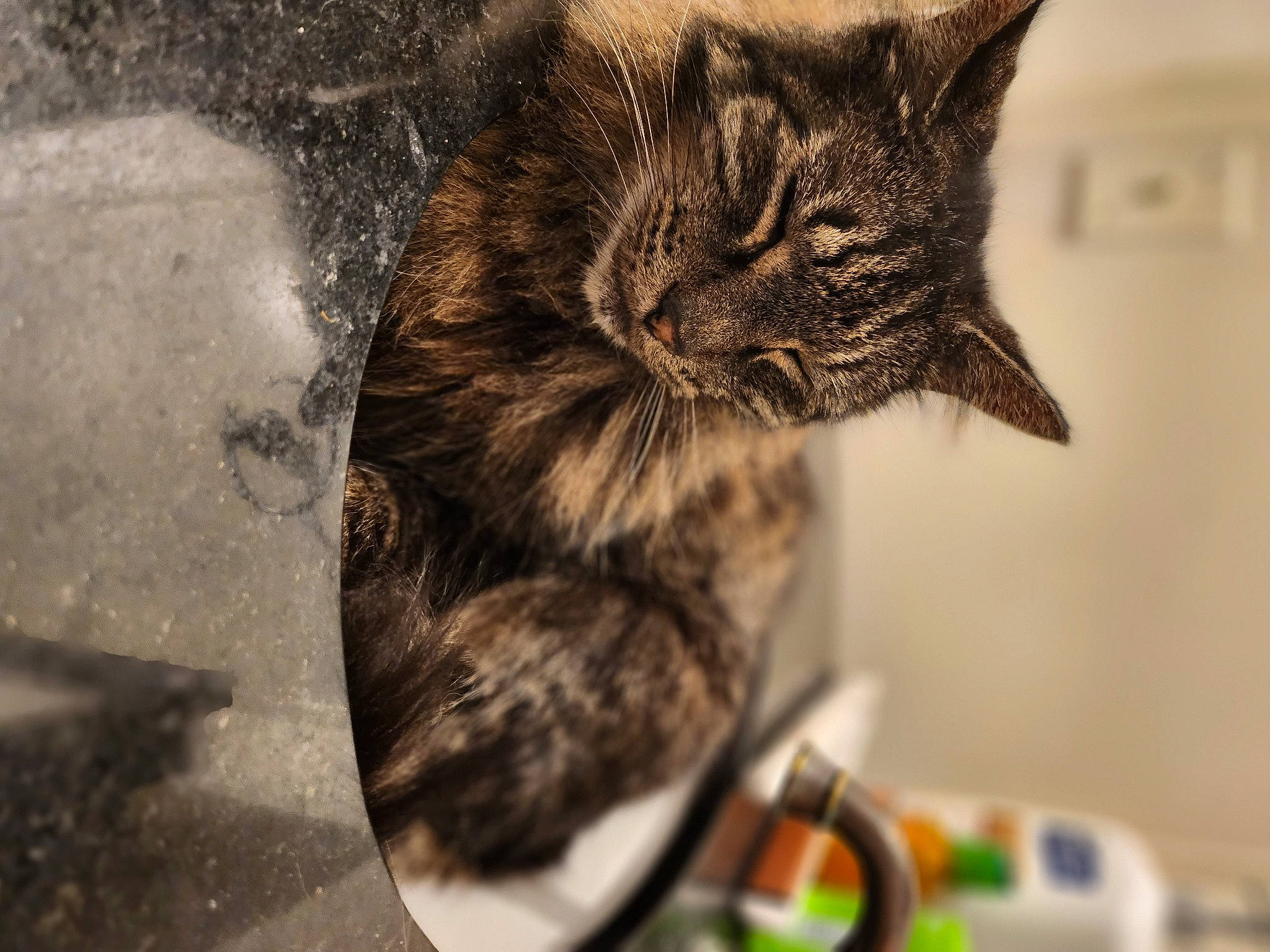 Bear is registered to the contest to win money with this photo: carnivore, cat, claw, domestic_short_haired_cat, felidae, fur, monochrome, monochrome_photography, paw, small_to_medium_sized_cats, snout, tail, terrestrial_animal, whiskers