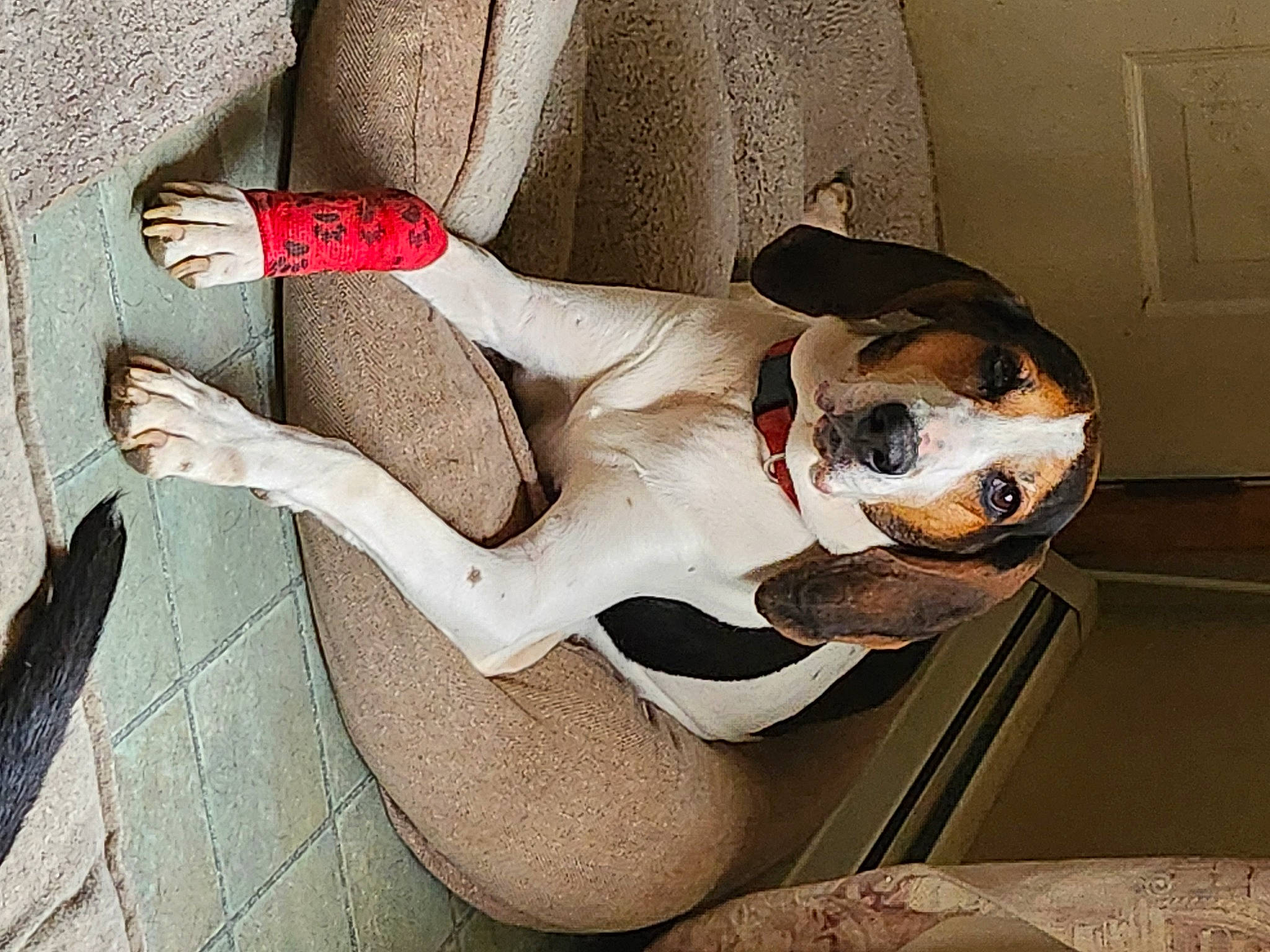 Beretta joined the competition — help win amazing prizes! arm, ball, canidae, carmine, carnivore, comfort, companion_dog, dog, dog_breed, dog_collar, door, eyewear, fawn, flooring, human_leg, knee, pattern, sporting_group, thigh, working_animal