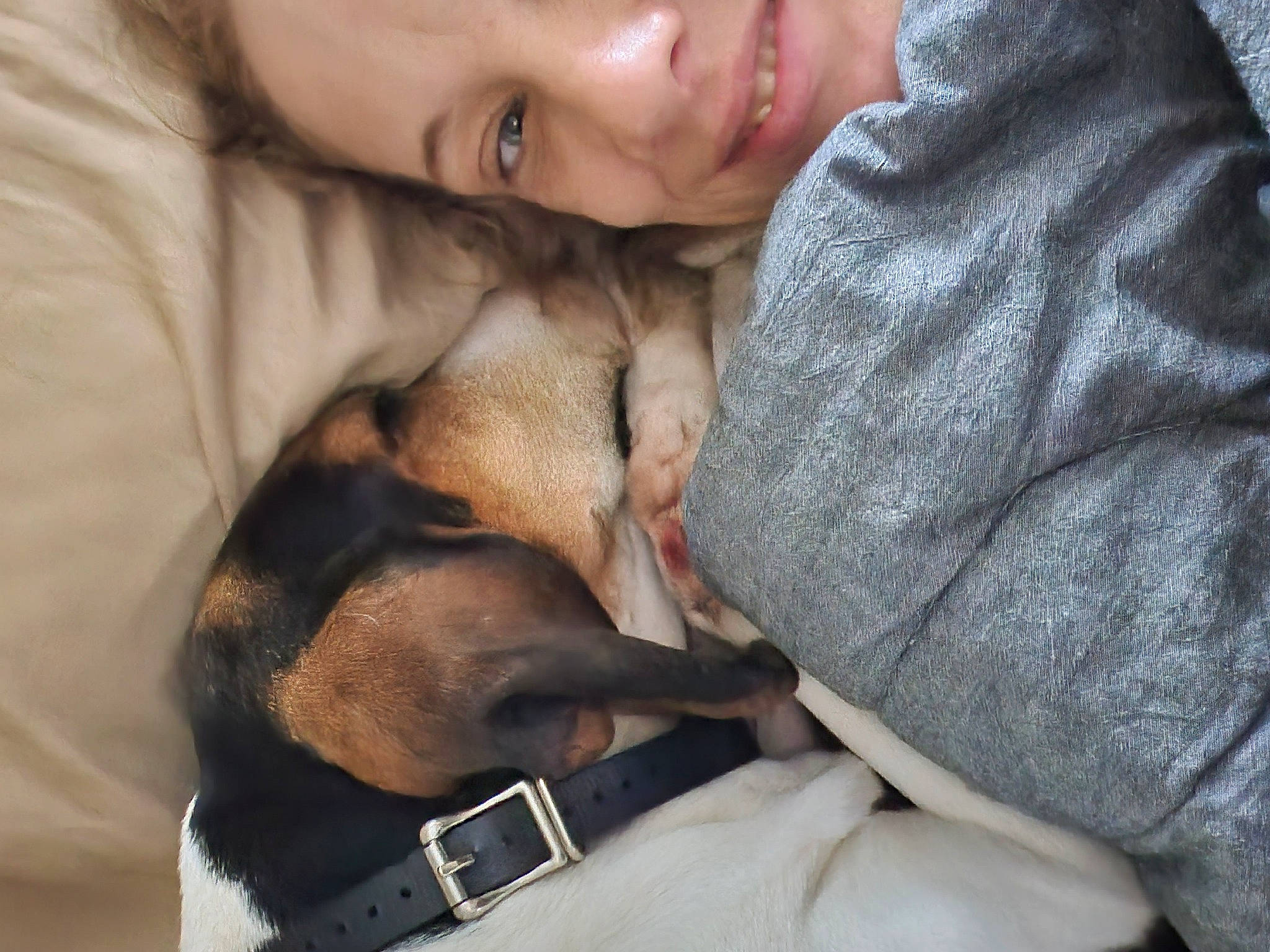 Beretta is registered to the contest to win money with this photo: canidae, carnivore, comfort, companion_dog, dog, dog_breed, ear, fawn, fur, gesture, guard_dog, happy, love, nap, paw, puppy_love, sleep, smile, snout, sporting_group