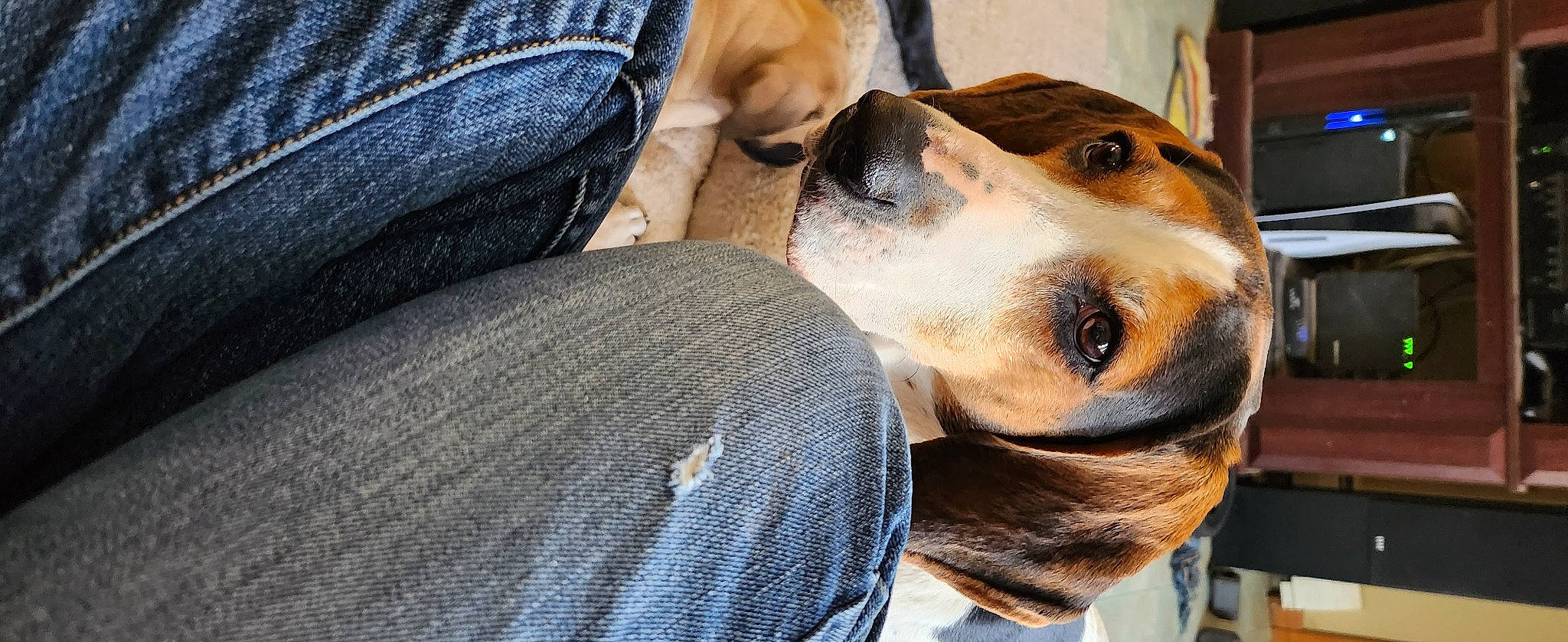 Beretta is registered to the contest to win money with this photo: beagle, canidae, carnivore, collar, comfort, companion_dog, dog, dog_breed, dog_collar, dog_supply, fawn, fur, hound, leash, pet_supply, scent_hound, snout, sporting_group, whiskers, working_animal