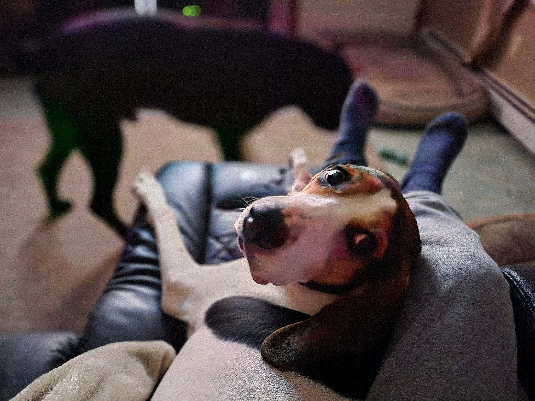 Beretta joined the competition — help win amazing prizes! beagle, canidae, carnivore, collar, comfort, companion_dog, dog, dog_breed, dog_collar, fawn, fur, guard_dog, hound, non_sporting_group, pet_supply, scent_hound, snout, sporting_group, whiskers, working_animal