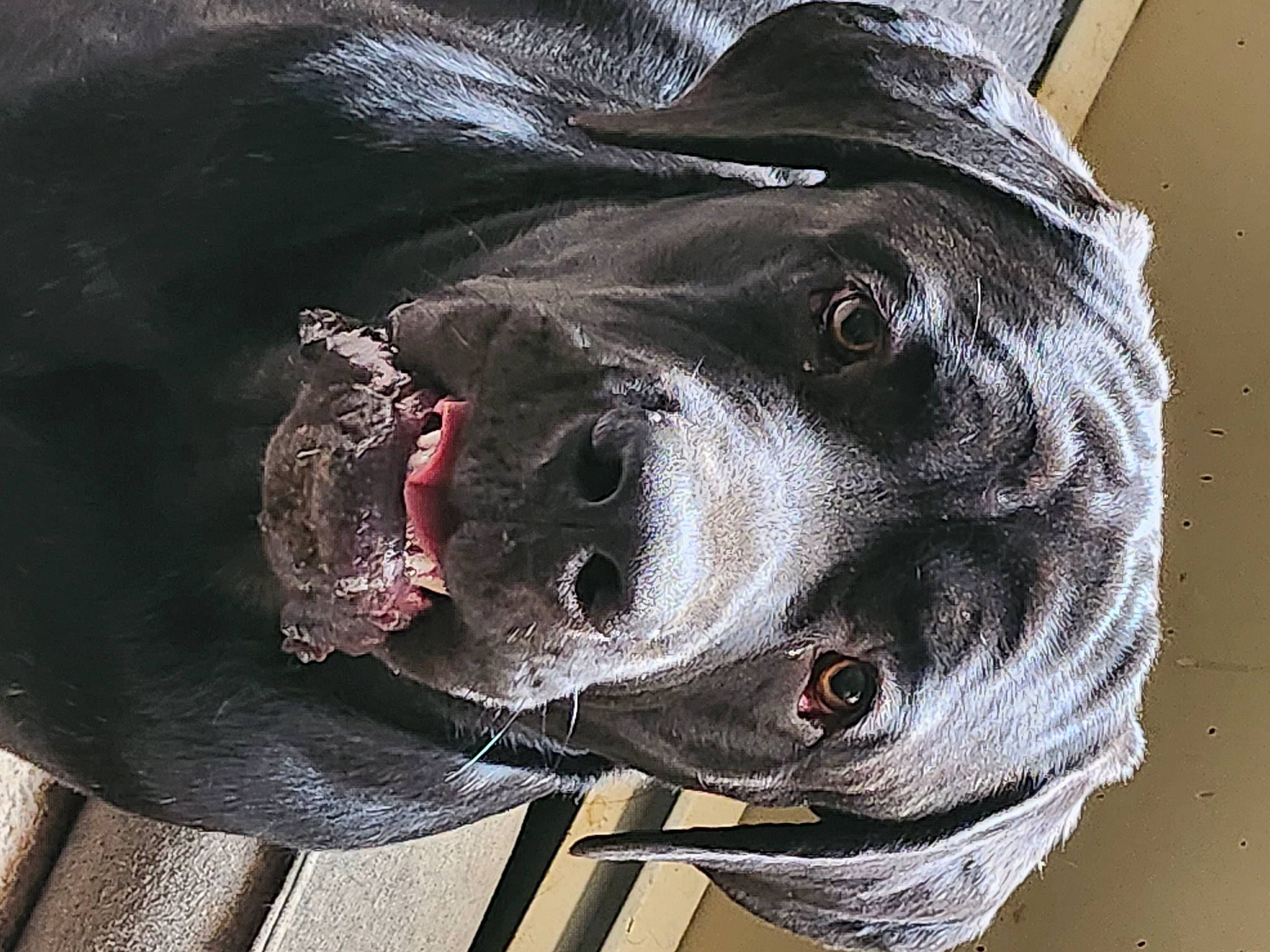 Ruger joined the competition — help win amazing prizes! art, auto_part, canidae, carnivore, dog, dog_breed, eye, fur, grey, head, human_body, jaw, liver, personal_protective_equipment, pet_supply, sculpture, snout, sporting_group, whiskers, working_animal