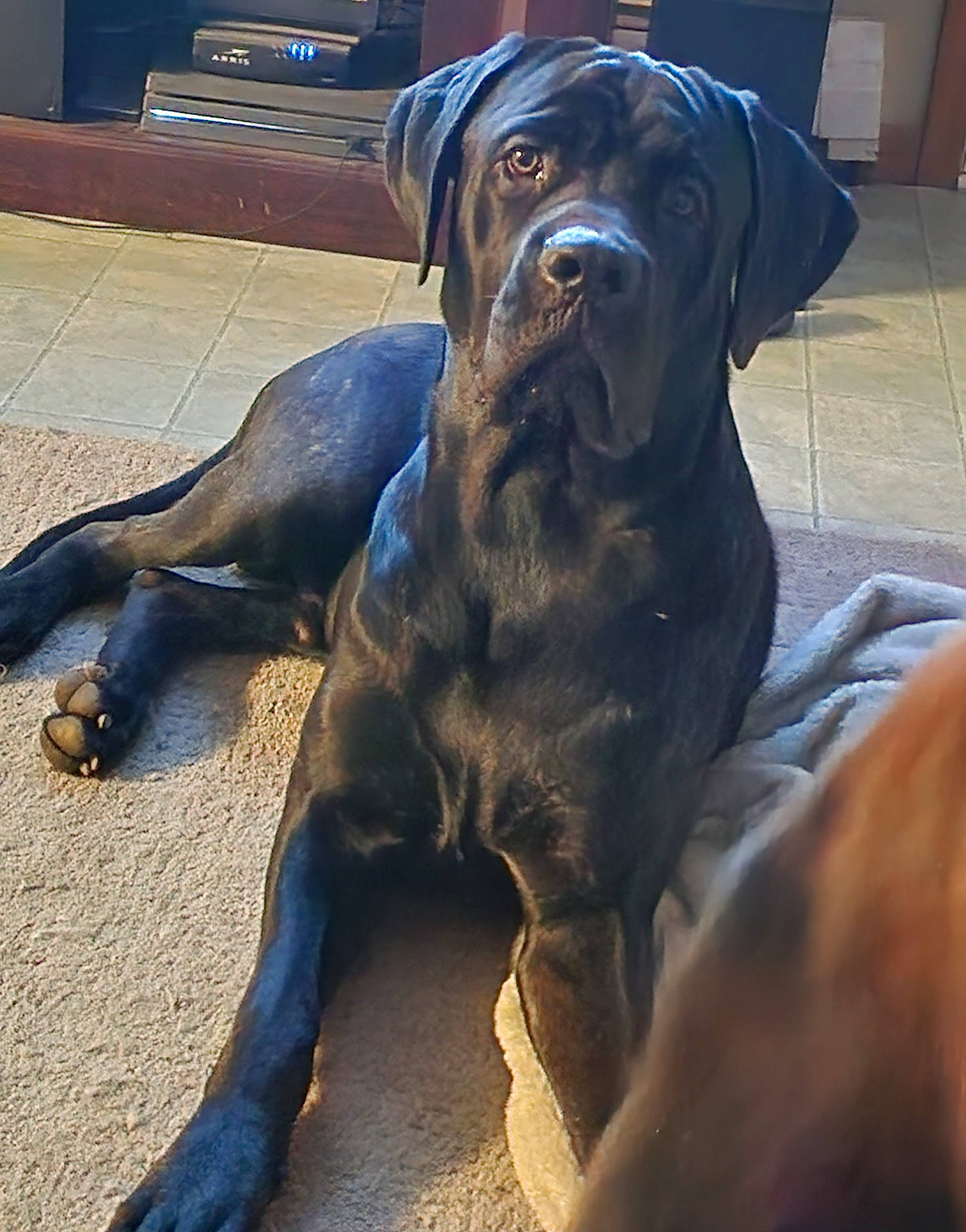 Ruger joined the competition — help win amazing prizes! carnivore, comfort, companion_dog, dog, dog_breed, fawn, guard_dog, hunting_dog, liver, metal, non_sporting_group, snout, sporting_group, terrestrial_animal, working_animal, working_dog