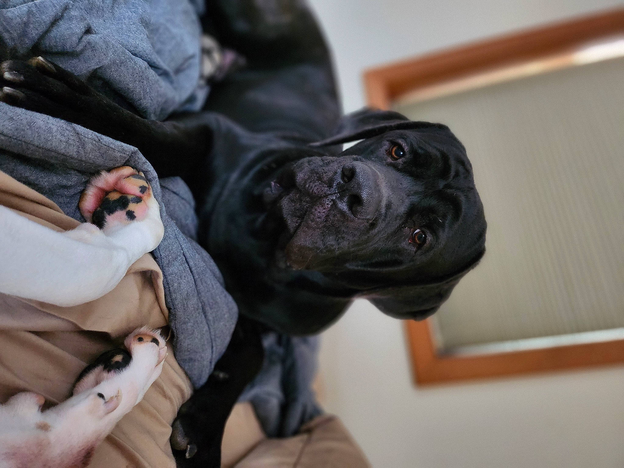 Ruger is registered to the contest to win money with this photo: auto_part, canidae, carnivore, collar, comfort, companion_dog, dog, dog_breed, fawn, fur, gesture, guard_dog, law_enforcement, non_sporting_group, snout, sporting_group, wrinkle