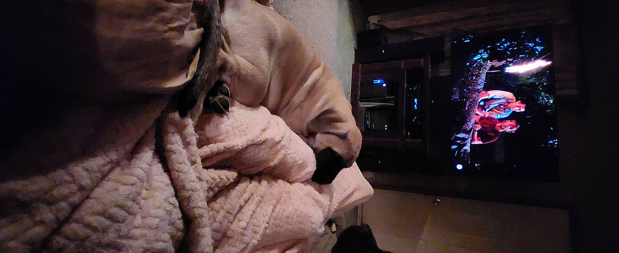 Kimber is registered to the contest to win money with this photo: art, christmas_decoration, comfort, event, flesh, fur, fur_clothing, holiday, sculpture, tree, winter, wool, wrinkle