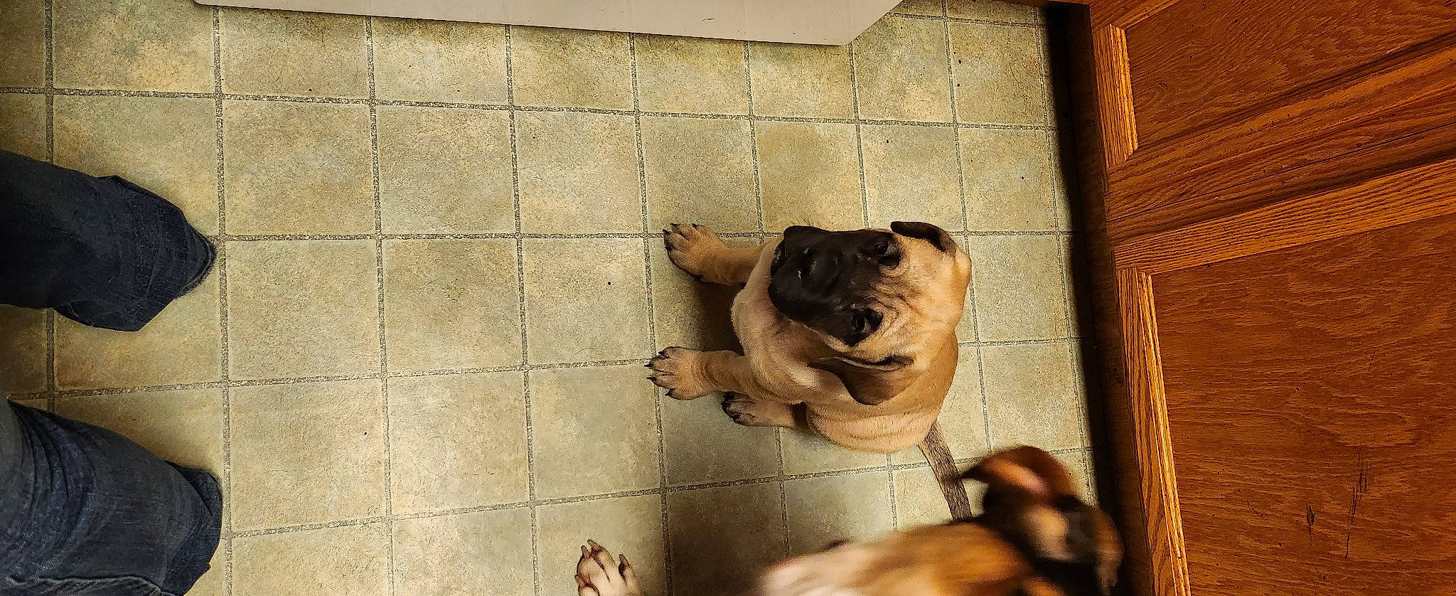 Kimber is registered to the contest to win money with this photo: canidae, carnivore, companion_dog, dog, dog_breed, door, fawn, flooring, hardwood, pet_supply, pug, snout, sporting_group, terrestrial_animal, tints_and_shades, toy_dog, window, wood, working_animal, wrinkle