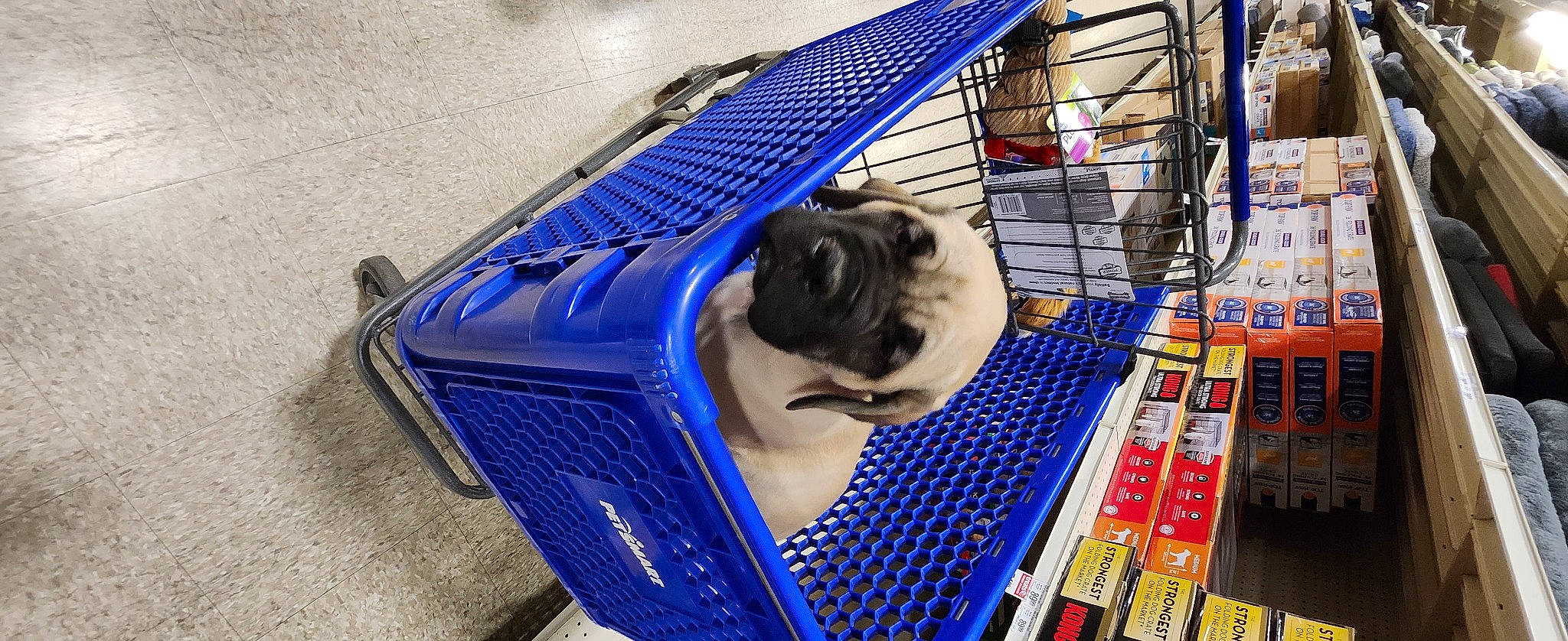 Kimber is registered to the contest to win money with this photo: animal_shelter, automotive_exterior, bumper, cage, canidae, carnivore, companion_dog, dog, dog_breed, dog_crate, dog_supply, electric_blue, flooring, fur, pet_supply, plastic, pug, sporting_group, toy_dog, working_animal