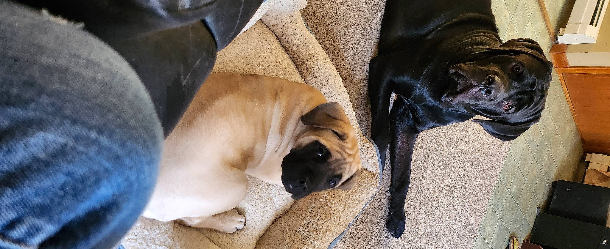 Kimber joined the competition — help win amazing prizes! bored, canidae, carnivore, comfort, companion_dog, dog, dog_breed, dog_supply, fawn, flooring, fur, hardwood, mammal, pet_supply, snout, sporting_group, whiskers, wood, working_animal, wrinkle