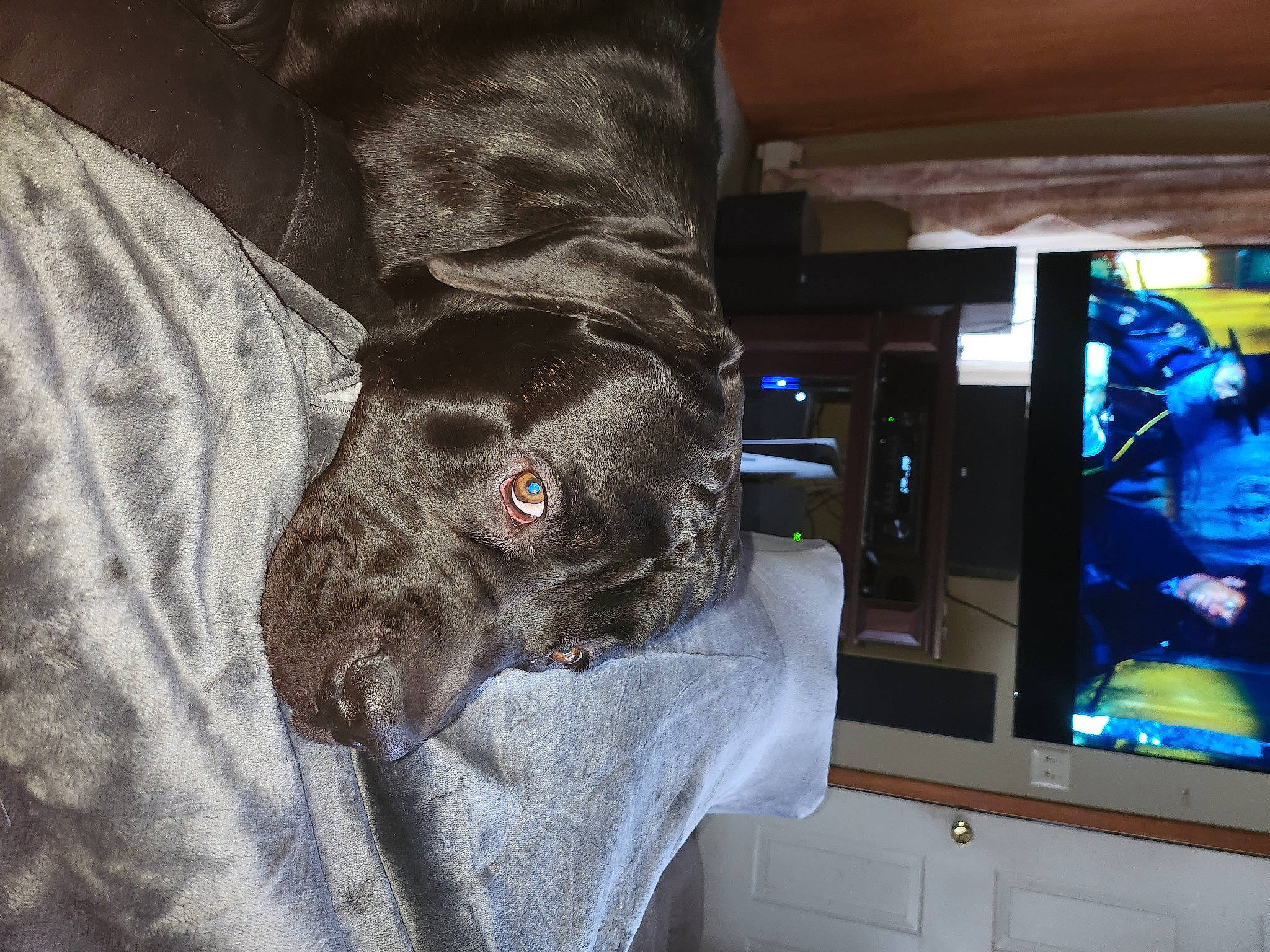 Ruger joined the competition — help win amazing prizes! canidae, carnivore, collar, comfort, companion_dog, couch, display_device, dog, dog_breed, dog_collar, fawn, fur, liver, machine, room, snout, sporting_group, tail, whiskers, working_animal